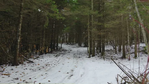 Snowmobile trail path curvy road in winter forest wide angle Stock Footage 255992890