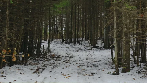 Snowmobile trail path curvy road hill in winter forest Stockbeeldmateriaal 255993096