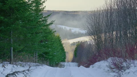 Snowmobile trail path road in winter forest bare trees coniferous trees with Vídeo Stock 256017771