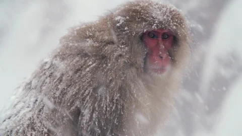 SnowMonkey - Monkey living in nature in the snowy Stock Footage 100937639
