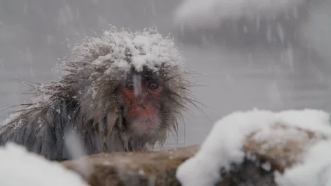 SnowMonkey - Monkey in spa snowy cold day Stock Footage 100877255