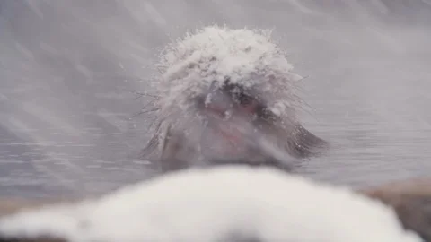 SnowMonkey - Monkey in spa snowy cold day Stock Footage 100937671