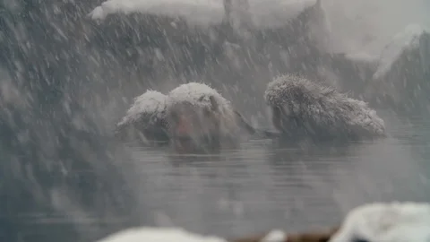 SnowMonkey - Monkey in spa snowy cold day Stock Footage 100937776