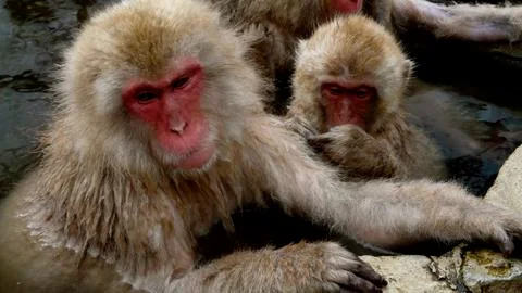 Snowmonkeys Stock Photos