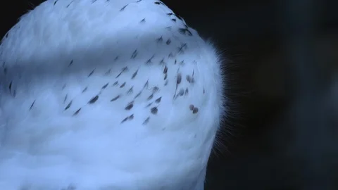 Snowowl close up of head Stock Footage 116748078