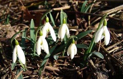 Snowrops Stock Photos