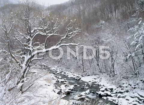 Snows on Branch Stock Photos