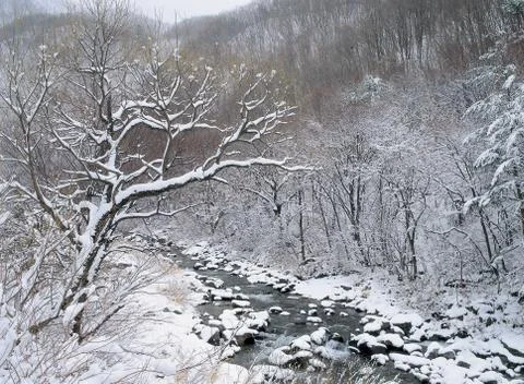 Snows on Branch Stock Photos