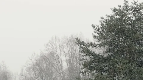 Snows Falls onto Fir Trees in a Winter Forest in Slow Motion Stock Footage 83401347