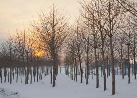 Snowscape Stock Photos