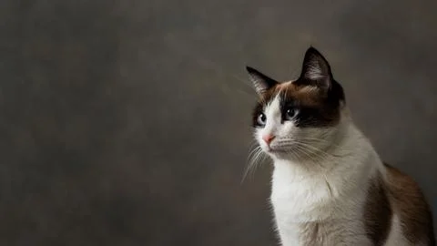 Snowshoe cat is sitting in front of a solid gray background, looking directly at 写真素材