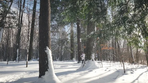 Snowshoe In Forest Stockbeeldmateriaal 86258808