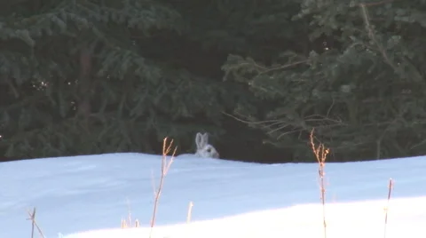 Snowshoe Hare 1 Stock Footage