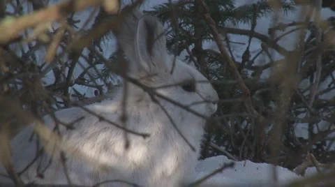 Snowshoe Hare 2 Video stock 2438506