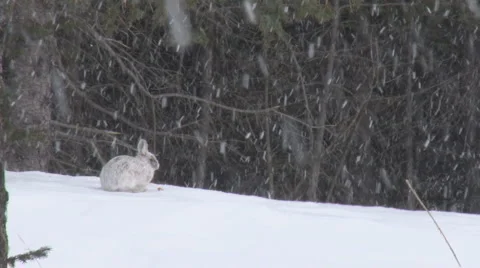 Snowshoe Hare 3 Stock Footage 2439341