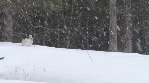 Snowshoe Hare 4 Stock Footage 2464216