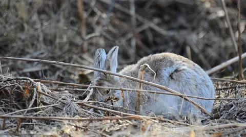 Snowshoe Hare 6 Stock Footage 58602946