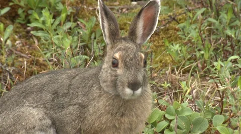 Snowshoe Hare Adult Denali National Park Summer Stock Footage