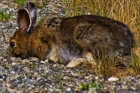 Snowshoe Hare Eats on Highway Roadside in Alaska Stock Photos