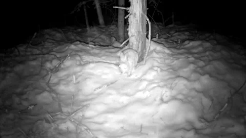 Snowshoe Hare in Falling Snow at Night in Superior National Forest Stock Footage 337795291