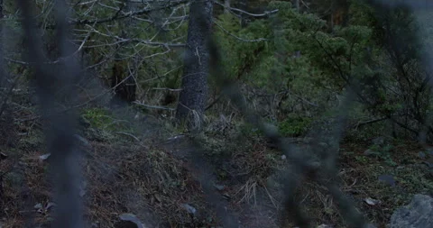 Snowshoe hare in forest hopping. Stock Footage 246086853