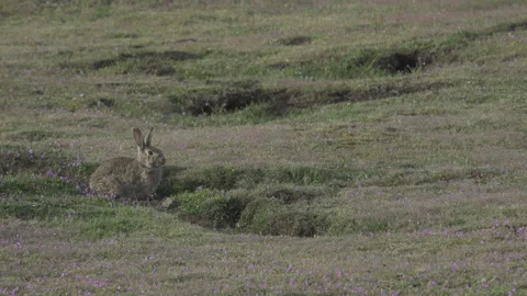 Snowshoe hare in forest hopping through field into hole. Stock Footage 246086834