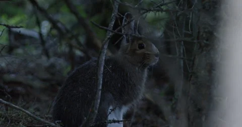 Snowshoe hare in forest looking around. Stock Footage 246086790