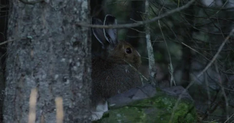 Snowshoe hare in forest looking around. Stock Footage 246086823