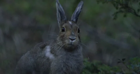 Snowshoe hare in forest looking around. Stock Footage 246086856