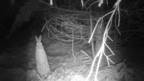 Snowshoe hare in forest standing on hind legs looking at camera at night Video stock 126077142