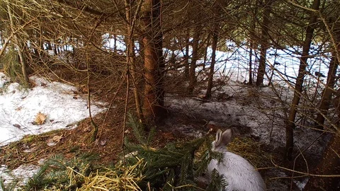 Snowshoe hare in forest walking through the trees Stock Footage 126077034