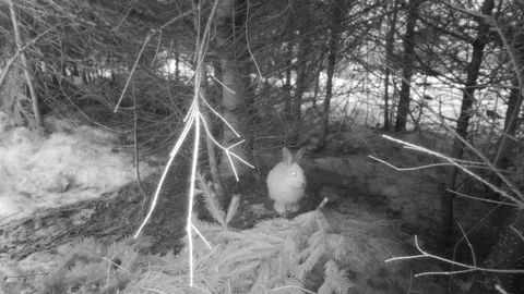 Snowshoe hare in forest walking through the trees at night Stock Footage 126077080