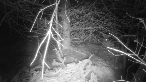 Snowshoe hare in forest walking through the trees at night snow Stock Footage 126077143