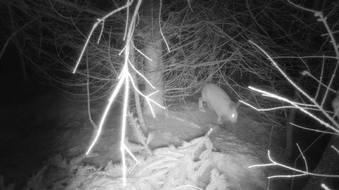 Snowshoe hare in forest walking through the trees eating at night Stock Footage 126077144