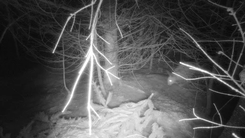 Snowshoe hare in forest walks into view starts eating at night Vidéo 126077137