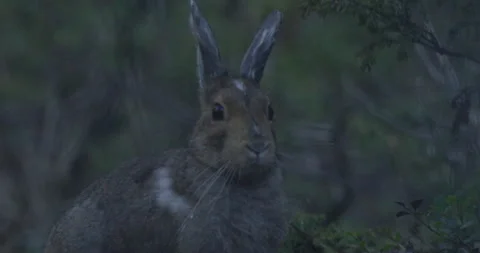 Snowshoe hare in forrest looking around. Stock Footage 246086794
