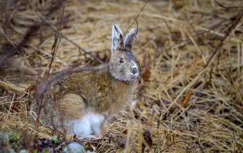 Snowshoe hare Stock Photos