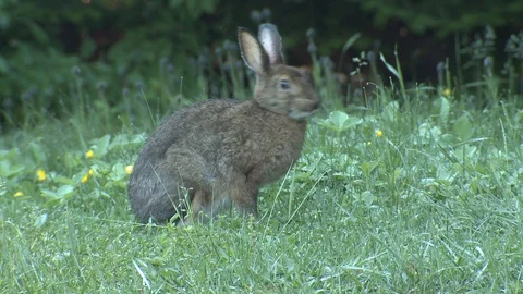 Snowshoe Hare Rabbit in Forest Meadow Field in Summer in Canada Licking Feet Stock-Footage 128177325