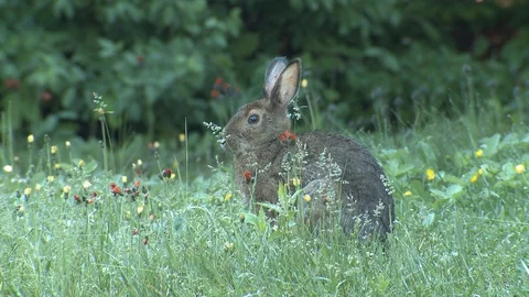 Snowshoe Hare Rabbit in Forest Opening in Summer In Quebec Canada Stock Footage 128177297