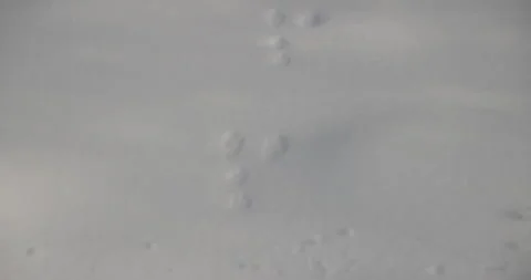 Snowshoe Hare Rabbit Tracks or Footprints in Winter Snow in Minnesota Forest Stock Footage 245526020