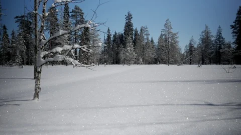 Snowshoeing through the deep snow in the pine forest Video stock 88136742