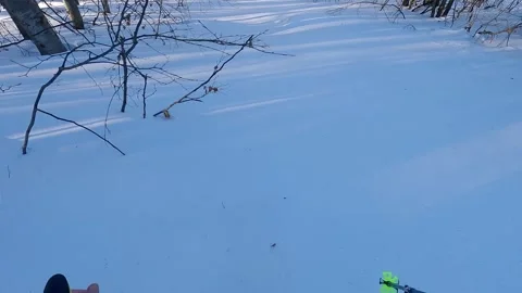 Snowshoeing on virgin snow in forest in winter mountains Stock Footage 299565289