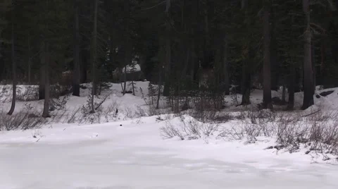 Snowshoer looks for the trail Video stock 44851390