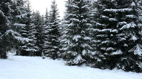 Snowshower in the beautiful forest Stock Footage 56771319