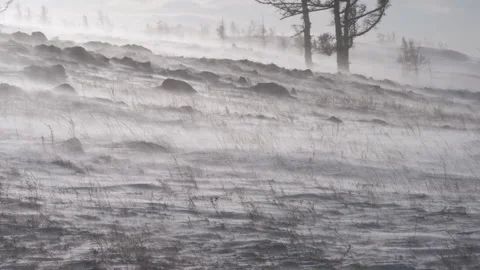 A snowstorm and a winter landscape with bare trees Stock Footage 308774791