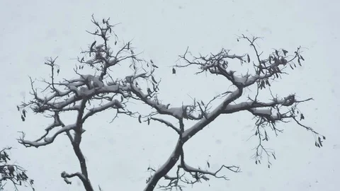 Snowstorm and winter tree. grey sky. Video stock 100150555