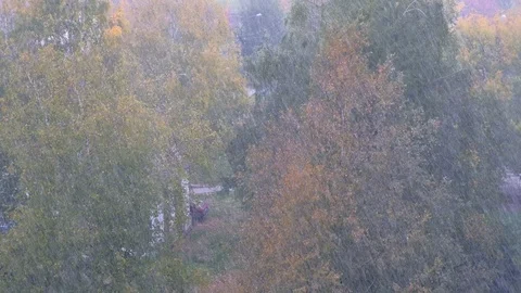 Snowstorm in autumn with falling snow wind on green and yellow trees background. Stock Footage 123559054