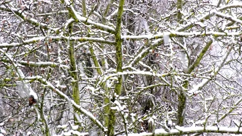 Snowstorm on the background of old snow-covered tree branches. Close-up Stock Footage 154142467