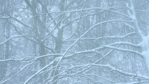 Snowstorm, blizzard in the forest Vídeos de archivo 83271075