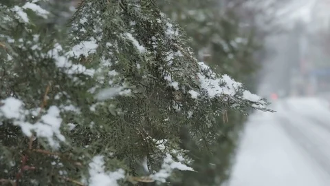 A snowstorm is blowing in the pine tree. Stock Footage 85320641